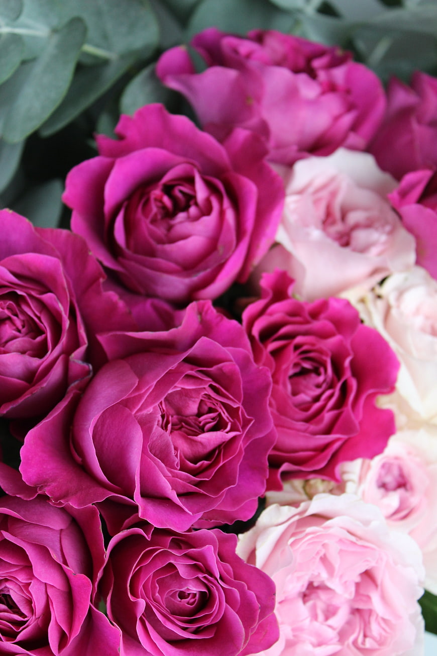 Vibrant Magenta and Pink Garden Roses Close Up
