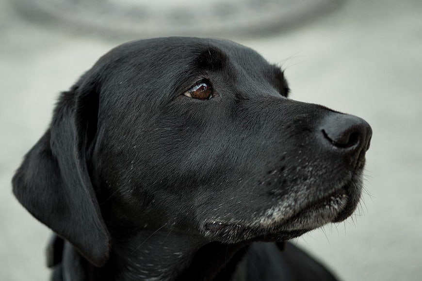 Close-up Portrait of a Black Labrador Dog