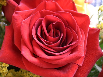 Close-up of a vibrant red rose with yellow flowers