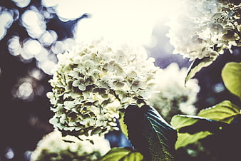 White hydrangea flowers backlit by sunlight with bokeh background