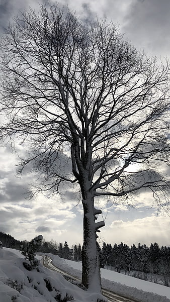 Snowy Winter Tree Against Cloudy Sky