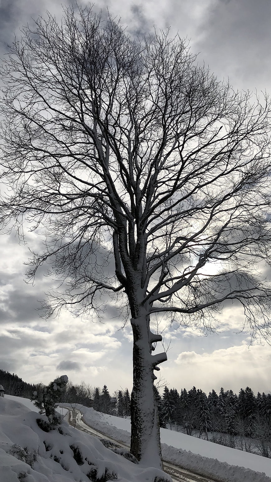 Snowy Winter Tree Against Cloudy Sky