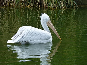 White Pelican Swimming in Green Water with Reeds