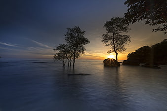 Serene Sunset Over Tropical Mangrove Trees and Ocean
