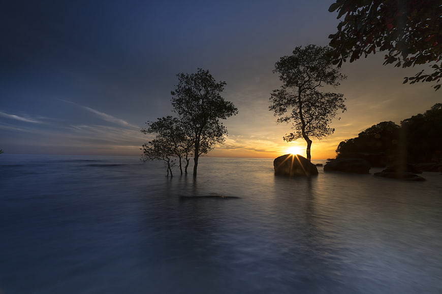 Serene Sunset Over Tropical Mangrove Trees and Ocean