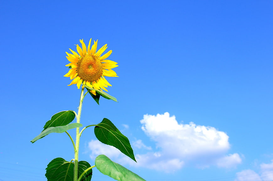 Vibrant Sunflower Against Blue Sky with Clouds