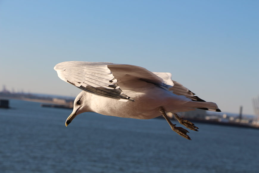 Seagull Flying Over Blue Water with City Skyline