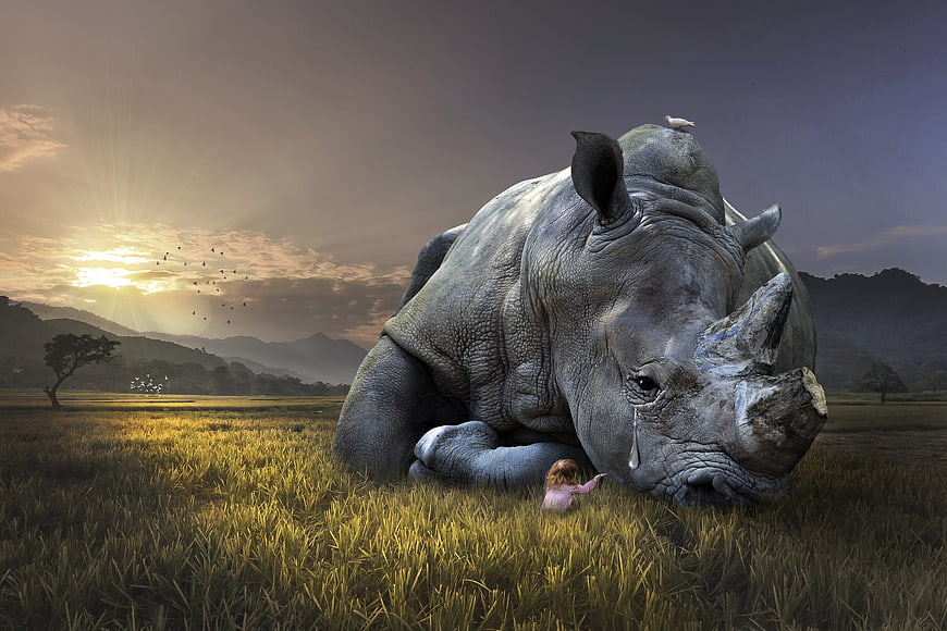 Sad rhinoceros crying with small girl in sunset savanna