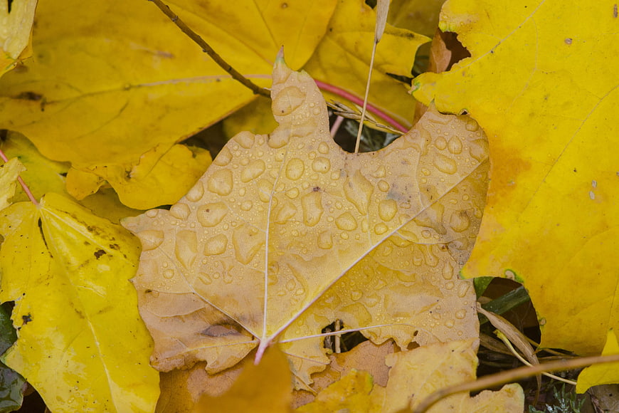 Close-up of yellow autumn maple leaf with water droplets