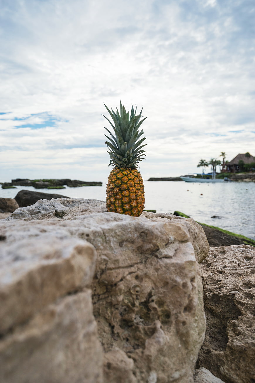 Fresh pineapple on rocky shore with ocean background