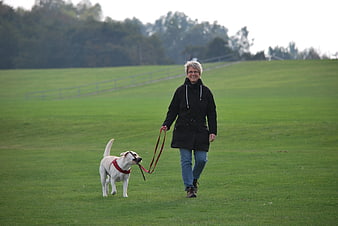 Senior Woman Walking Yellow Labrador in Green Field