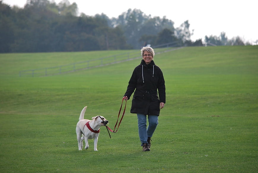 Senior Woman Walking Yellow Labrador in Green Field