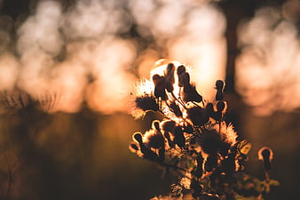 Backlit Thistle Plant Silhouette in Golden Hour Sunlight