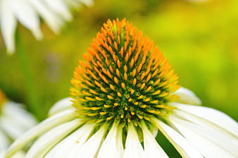 Close-up of White Coneflower with Orange Center