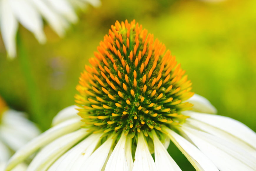 Close-up of White Coneflower with Orange Center