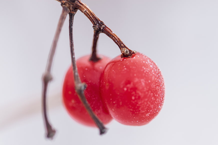 Close-up of frosty red berries on a branch