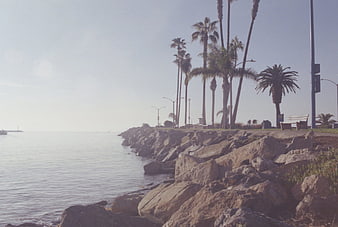 Vintage Coastal Scene with Palm Trees and Rocky Shoreline