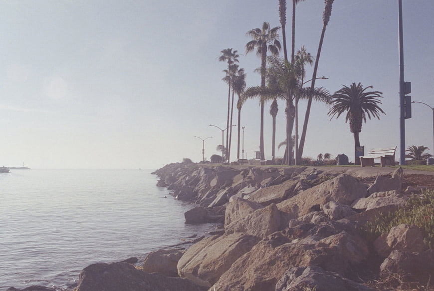 Vintage Coastal Scene with Palm Trees and Rocky Shoreline