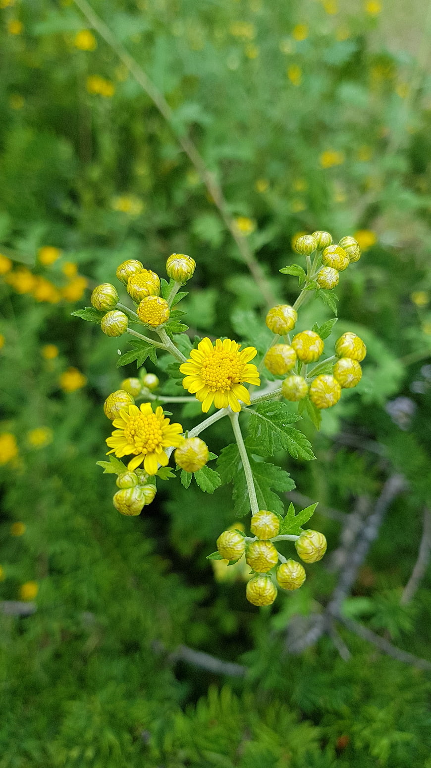 Close-up of yellow tansy flowers and buds on green stem
