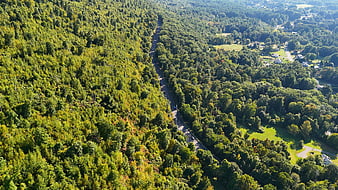 Aerial View of Winding Road Through Green Forest