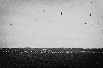 Flock of birds flying over plowed field in black and white