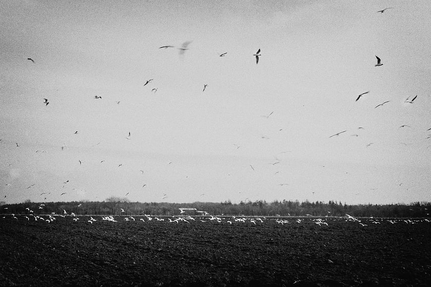 Flock of birds flying over plowed field in black and white