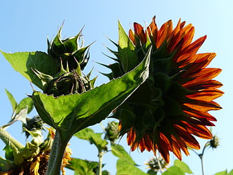 Red Sunflower Bloom Against Blue Sky