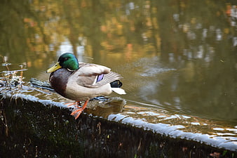 Male Mallard Duck Standing on Mossy Pond Edge