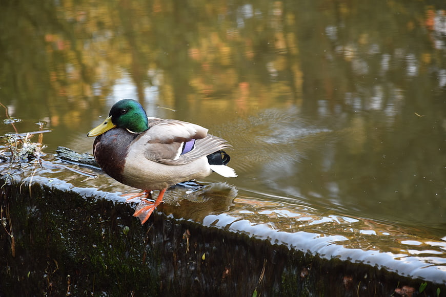 Male Mallard Duck Standing on Mossy Pond Edge