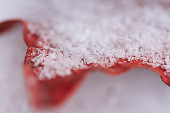 Close-up of red leaf covered in fresh snow