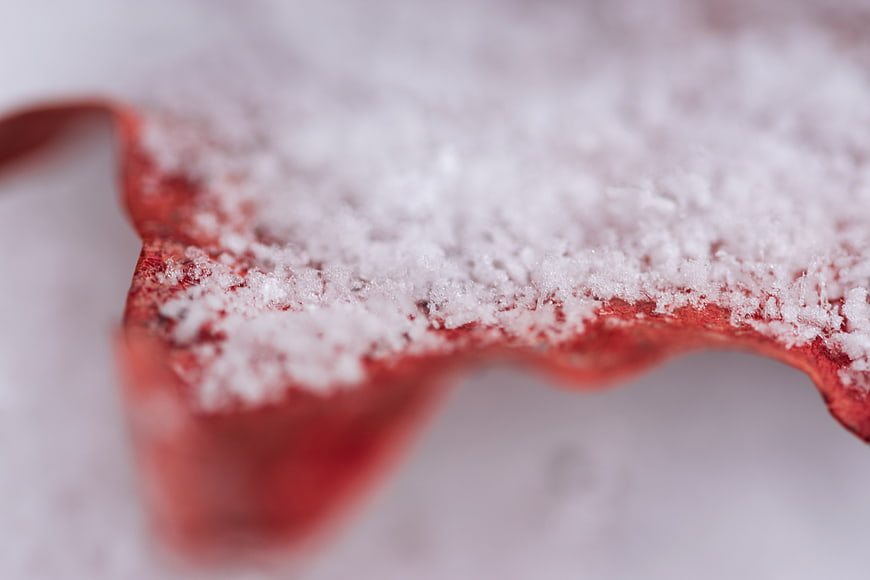 Close-up of red leaf covered in fresh snow