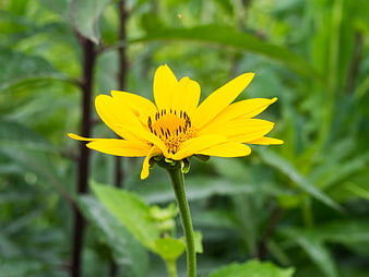 Vibrant Yellow Wildflower in Green Garden