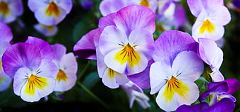 Close-up of vibrant purple and white pansies with yellow centers