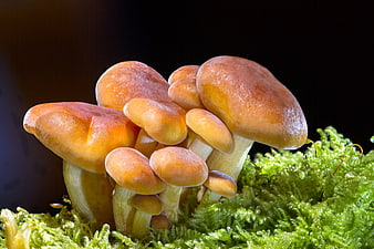Macro shot of orange mushrooms growing on green moss
