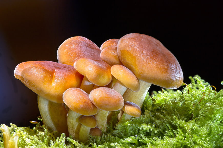 Macro shot of orange mushrooms growing on green moss