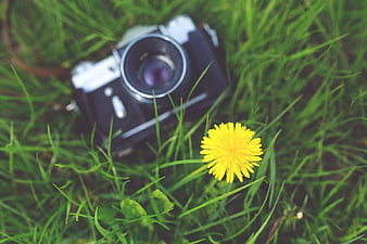 Vintage Camera and Yellow Dandelion in Green Grass