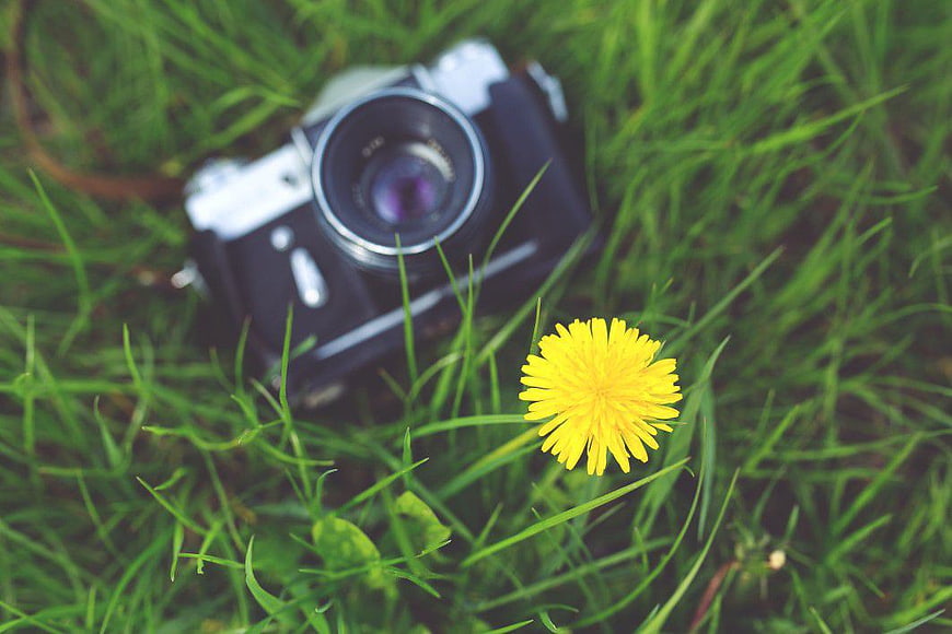 Vintage Camera and Yellow Dandelion in Green Grass