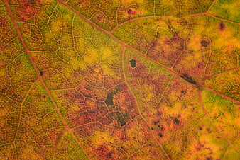 Macro texture of autumn leaf with vibrant veins and decay