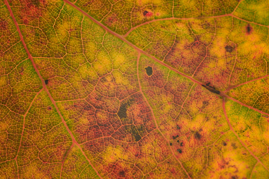 Macro texture of autumn leaf with vibrant veins and decay