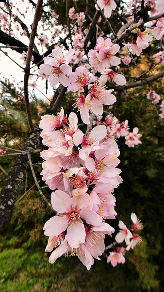 Pink Almond Blossoms on Branch in Spring