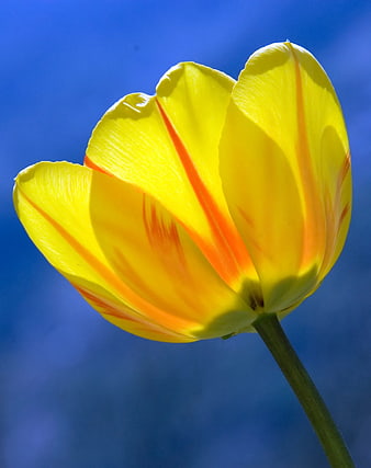 Yellow and Orange Tulip Close-Up Against Blue Sky