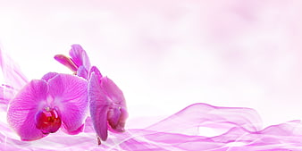 Pink Orchid Blooms With Flowing Silk Fabric On White Background