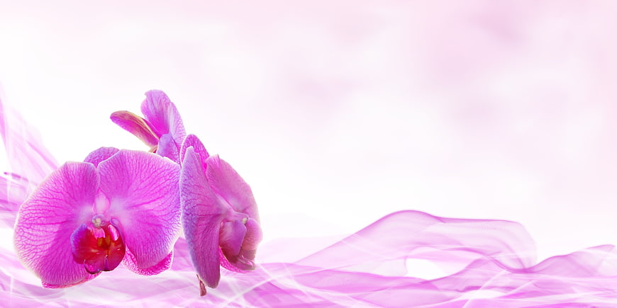 Pink Orchid Blooms With Flowing Silk Fabric On White Background