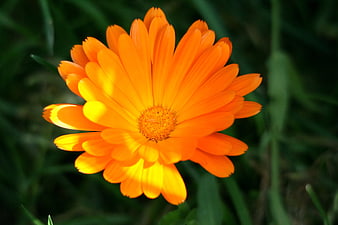 Close-up of vibrant orange calendula flower in green grass