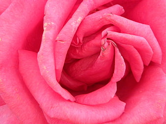 Close-up of vibrant pink rose petals with natural texture