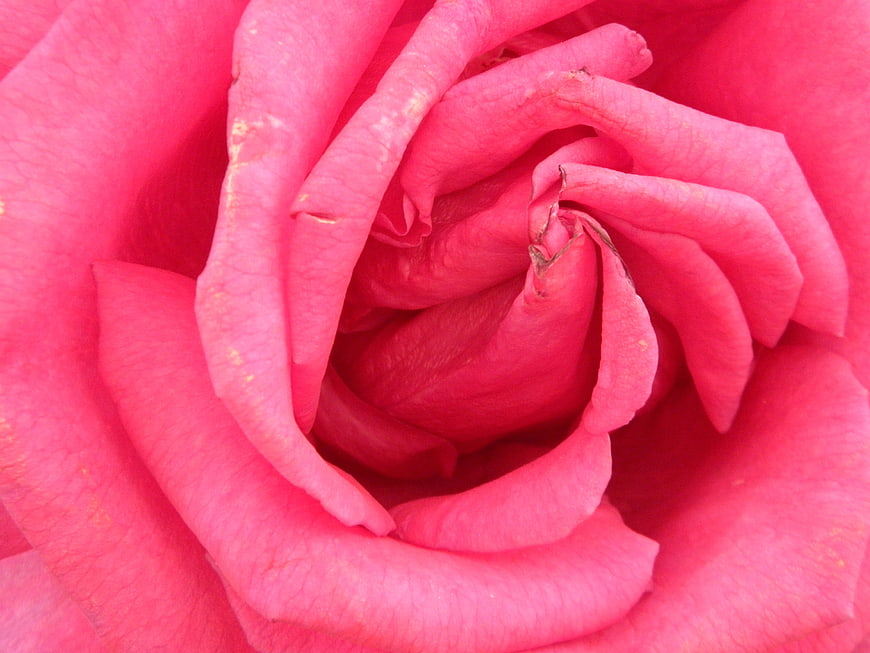 Close-up of vibrant pink rose petals with natural texture