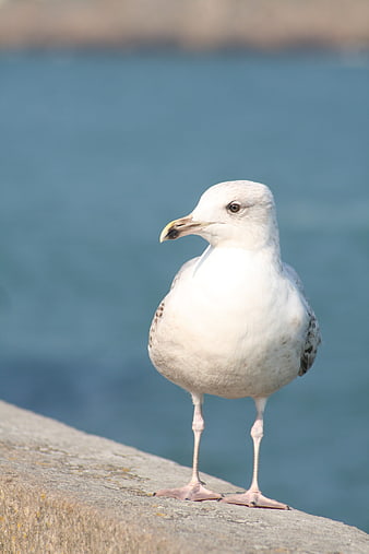 Seagull Standing on Concrete Wall by the Sea