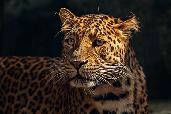 Close-up portrait of a jaguar with intense gaze and detailed fur texture
