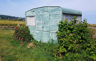Vintage Blue Caravan Overgrown with Roses in Meadow