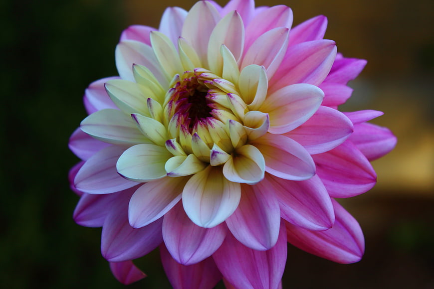 Close-up of a vibrant pink and yellow dahlia flower